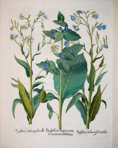 Basilius Besler (1561-1629), Buglossum sempervirens Hispanicum latifolium