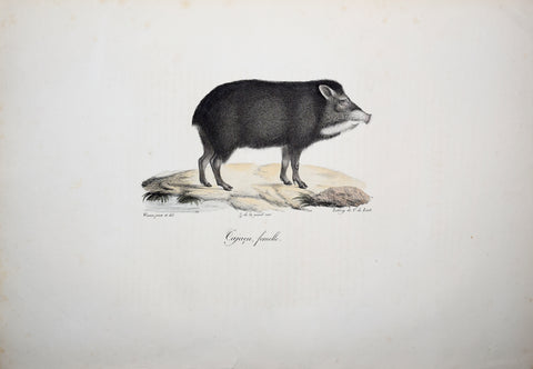 Frederic Cuvier (1769-1832) & Geoffroy Saint-Hilaire (1772-1844), Cajacu - femelle