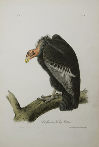 John James Audubon (American, 1785-1851), Pl 1 - California Vulture