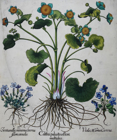 Basilius Besler (1561-1629), Caltha Palustris flore multiplici