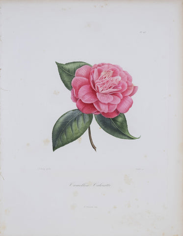 Laurent Berlese (1784-1863), Camellia Calciatti P243