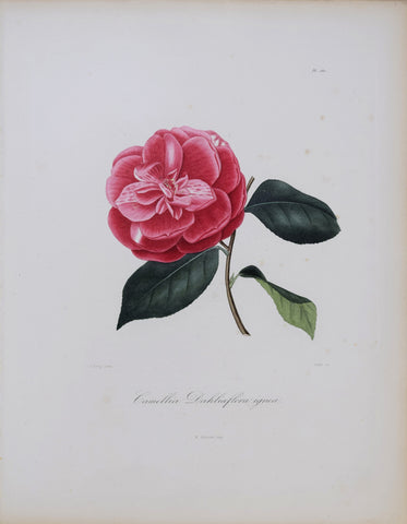 Laurent Berlese (1784-1863), Camellia Dahliaflora Ignea P180
