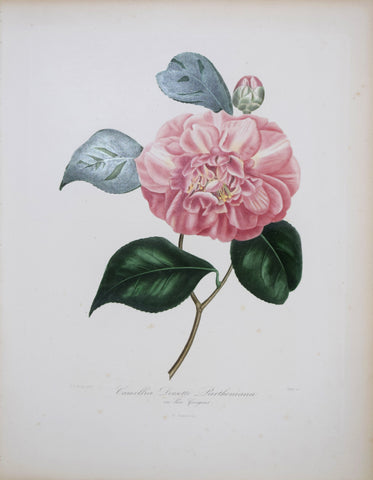 Laurent Berlese (1784-1863), Camellia Dorsetti Parthoniana