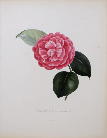 Laurent Berlese (1784-1863), Camellia Rosea Superba P175