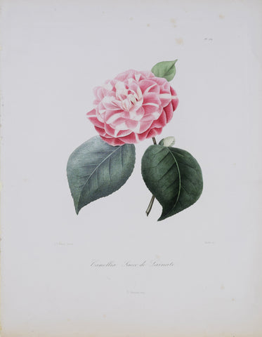 Laurent Berlese (1784-1863), Camellia Sacco de Lainate P234