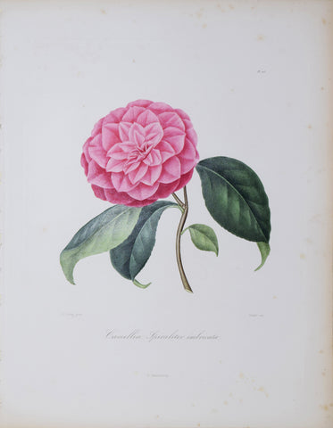 Laurent Berlese (1784-1863), Camellia Spiraliter Imbricata P115