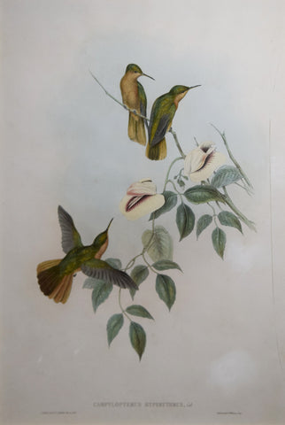 John Gould (1804-1881), Campylopterus Hyperythrus