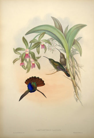 John Gould (1804-1881), Campylopterus Lazulus