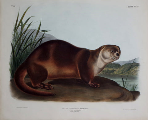 John James Audubon (1785-1851) & John Woodhouse Audubon (1812-1862), Canada Otter Male Pl. CXXII