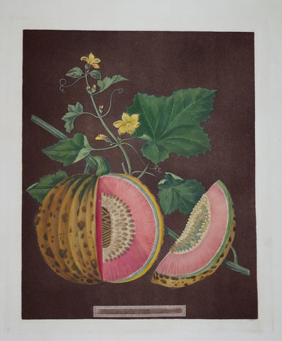 George Brookshaw (1751-1823), Cantaloupes, Pl LXX