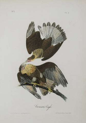 John James Audubon (American, 1785-1851), Pl 4 - Cara Cara Eagle