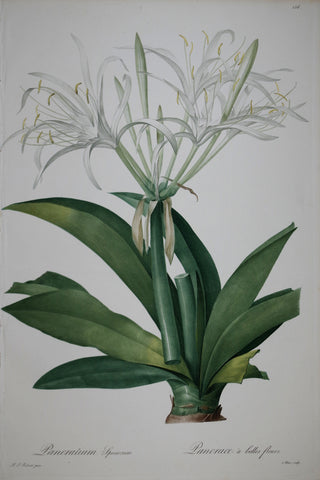 Pierre Joseph Redouté (1759-1840), Caribbean New World Pancratius Lily, Plate 156