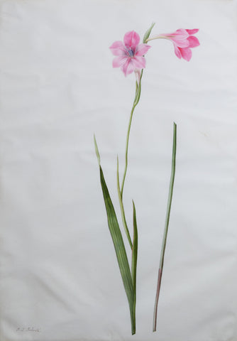 Pierre-Joseph Redouté (Belgian, 1759-1840), “Carnation Swordlet” Gladiolus hirsutus