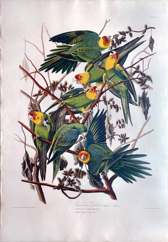 John James Audubon (1785-1851), Plate XXVI Carolina Parrot