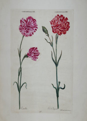 Georg Ehret (1708-1770), Caryophyllus XII P 91