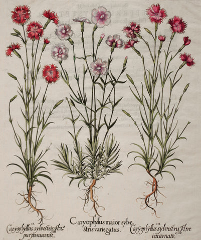 Basilius Besler (1561-1629), Caryophyllus maior sylve strisvarie gatus