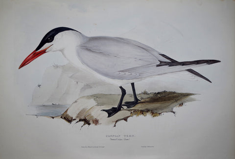 John Gould (1804-1881), Caspian Tern