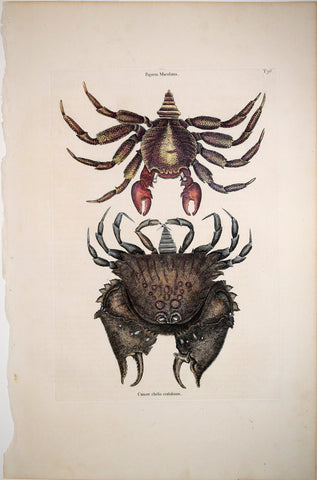 Mark Catesby (1683-1749), T36, The Red Mottled Rock-Crab, The Rough-Shell'd Crab