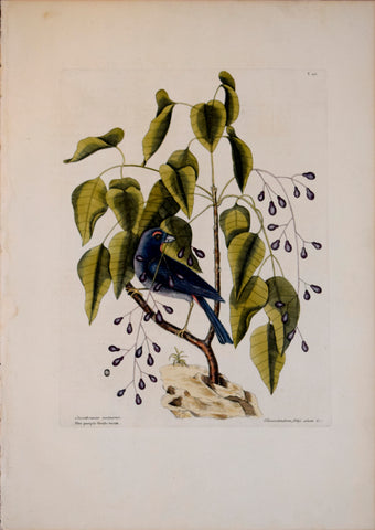 Mark Catesby (1683-1749), T40 The Purple Gross-beak, The Poison Wood