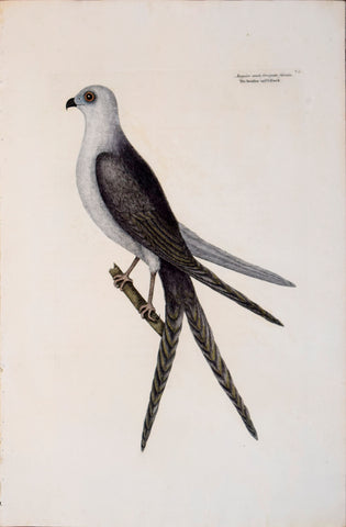 Mark Catesby (1683-1749), T4 The Swallow-Tail Hawk