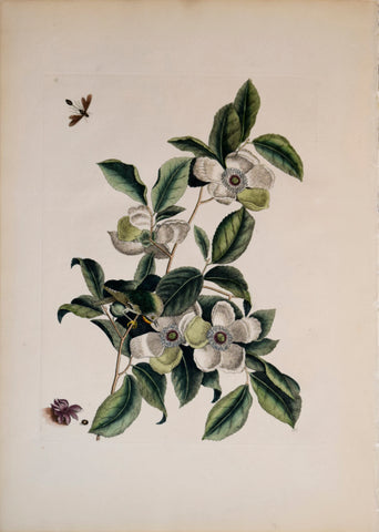 Mark Catesby (1683-1749),  T 13, Silky Camellia and  Ruby-crowned Kinglet