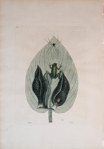 Mark Catesby (1683-1749), T 71, Rana Arum (The Green-Tree Frog, The Scunk Weed)