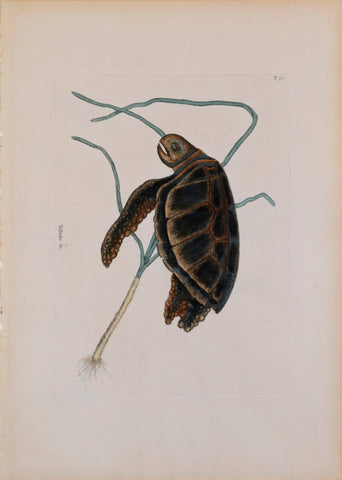 Mark Catesby (1683-1749), T 38 The Green-Turtle
