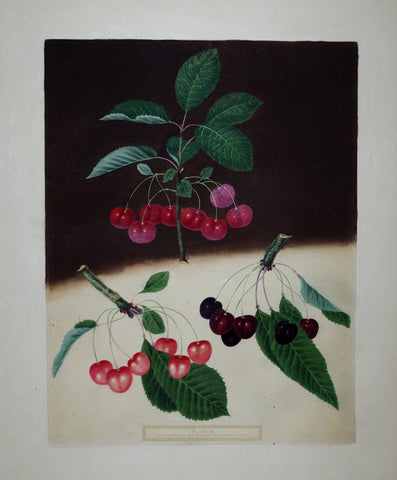 George Brookshaw (1751-1823), Cherries, Pl VII