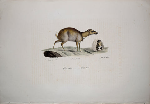 Frederic Cuvier (1769-1832) & Geoffroy Saint-Hilaire (1772-1844), Chevrotan Napu - Female