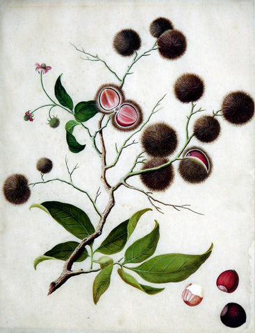 Chinese Export (late eighteenth-century), Chestnut