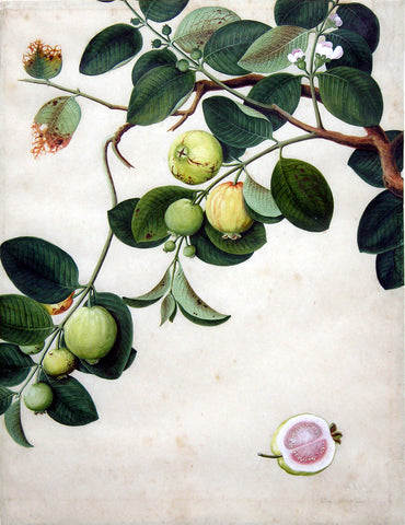 Chinese Export (late eighteenth-century), Guava