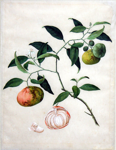 Chinese Export (late eighteenth-century), Mandarin orange