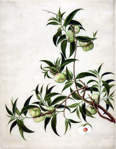 Chinese Export (late eighteenth-century), Pan Tao (Chinese flat peach)