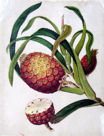 Chinese Export (late eighteenth-century), Pineapple (Ananas camosus)