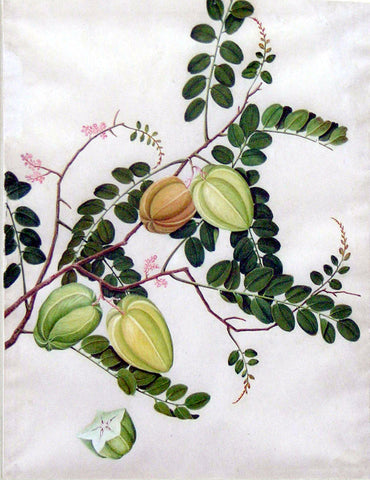 Chinese Export (late eighteenth-century), Starfruit (Averrhoa carambola)