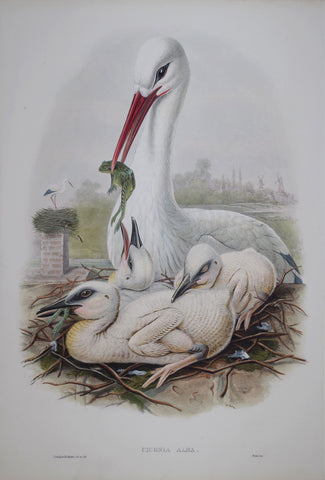 John Gould (1804-1881), Ciconia Alba