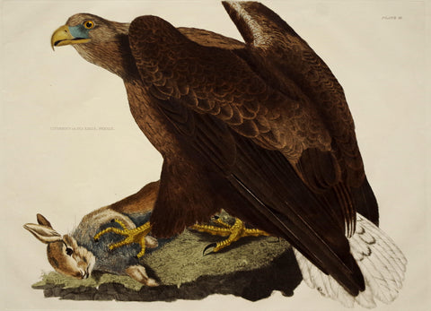 Prideaux John Selby (1788-1867), Cinereous or Sea Eagle Female Plt III