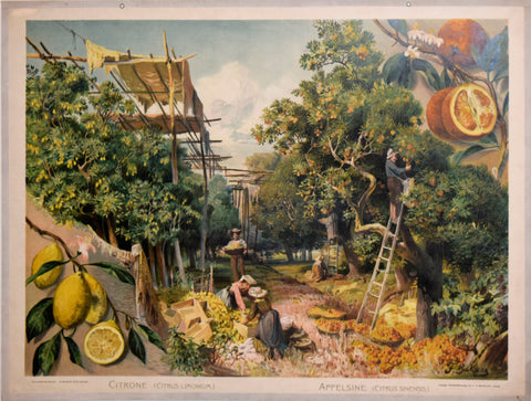 F.E. Wachsmuth, Citrone [Scene Showing Citrus Harvesting]