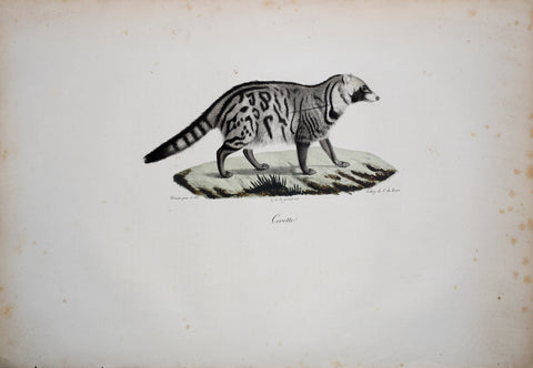 Frederic Cuvier (1769-1832) & Geoffroy Saint-Hilaire (1772-1844), Civette - Civet