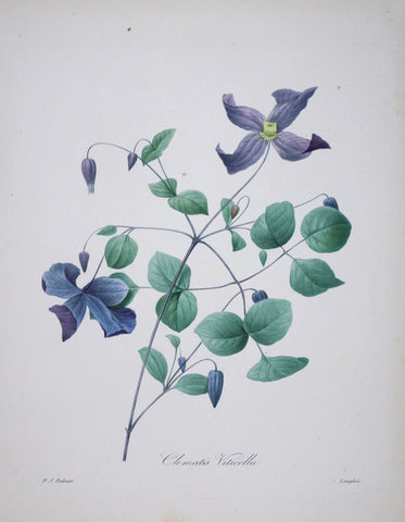 Pierre Joseph Redoute (1759-1840), Clematis Viticella