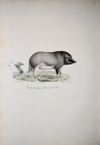 Frederic Cuvier (1769-1832) & Geoffroy Saint-Hilaire (1772-1844), Cochon domestique femelle