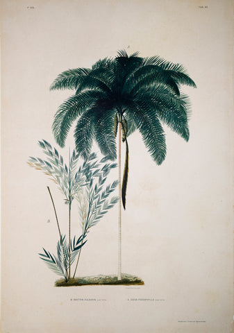 João Barbosa Rodrigues (1842-1909), Cocos Picrophylla