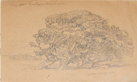 Samuel Colman (1832-1920), Oak Trees, Monterey, Mexico