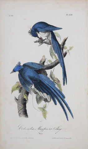 John James Audubon (American, 1785-1851), Pl 229 - Columbia Magpie or Jay