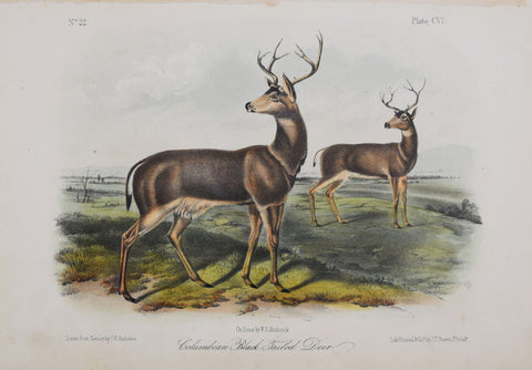 John James Audubon (1785-1851) & John Woodhouse Audubon (1812-1862), Columbian Black-tailed Deer Pl. CVI