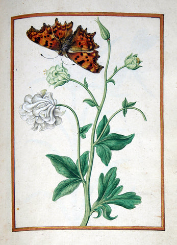 Jacques le Moyne de Morgues (French, ca. 1533-1588), Columbine with butterfly