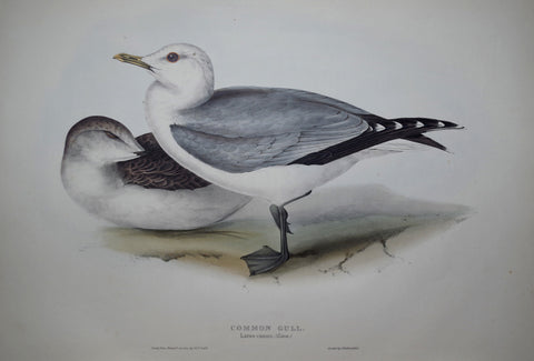 John Gould (1804-1881), Common Gull