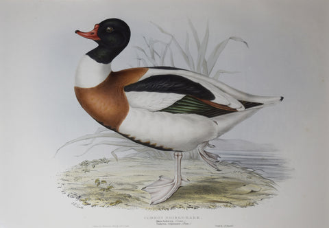 John Gould (1804-1881), Common Shieldrake