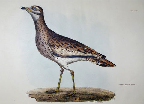 Prideaux John Selby (1788-1867), Common Thick Knee Plt XL