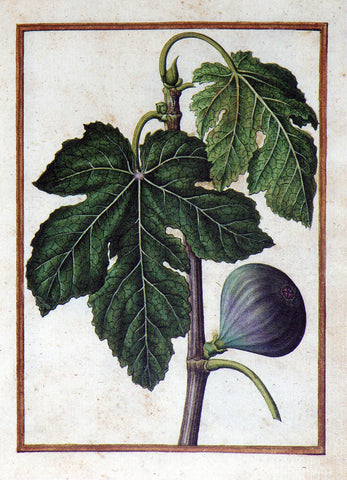Jacques le Moyne de Morgues (French, ca. 1533-1588), Common Fig